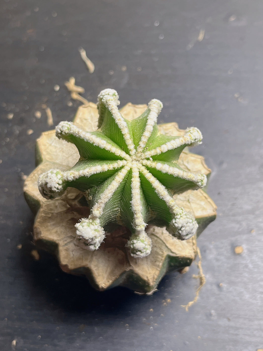 Aztekium hintonii