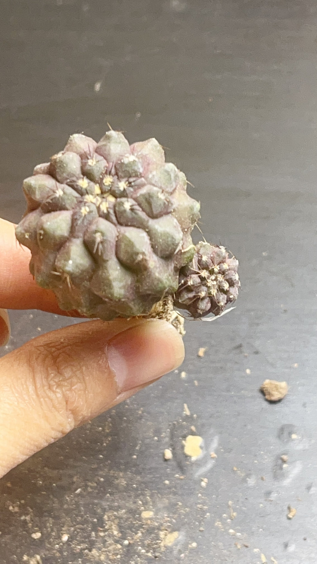 Copiapoa cactus