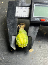 Load image into Gallery viewer, Astrophytum asterias Variegated
