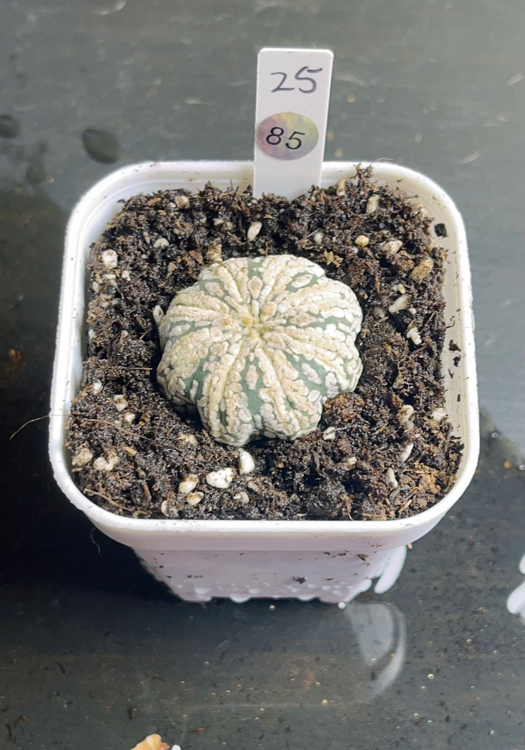 Astrophytum asterias super kabuki