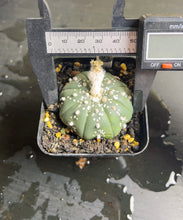 Load image into Gallery viewer, Astrophytum asterias
