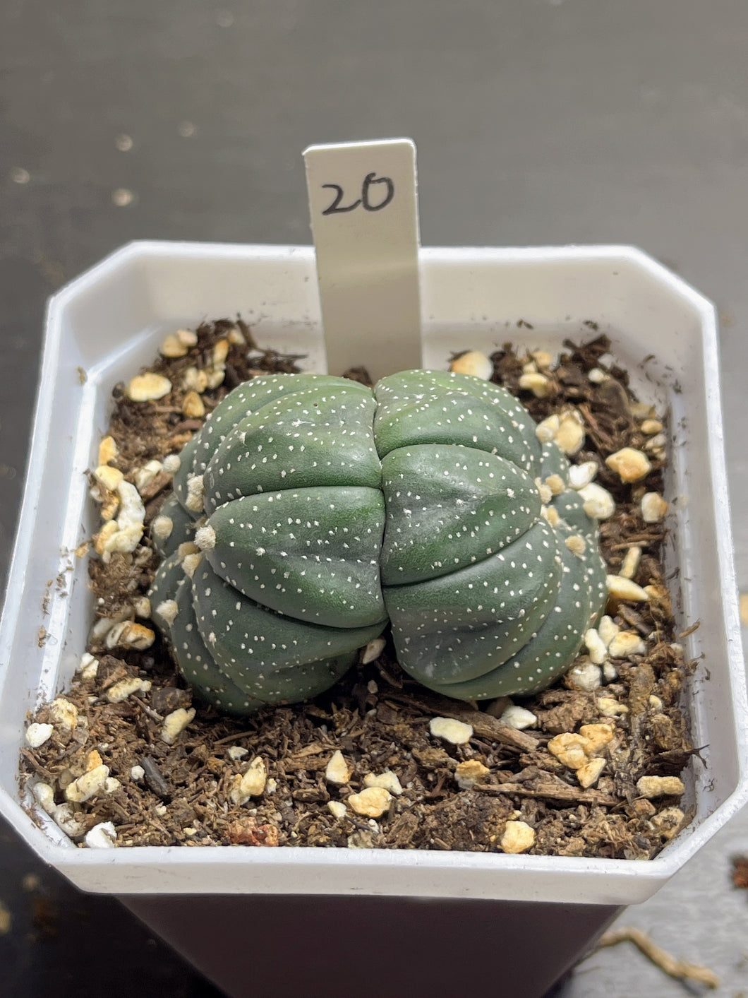 astrophytum asterias