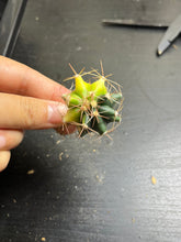 Load image into Gallery viewer, Ferocactus gracilis variegated
