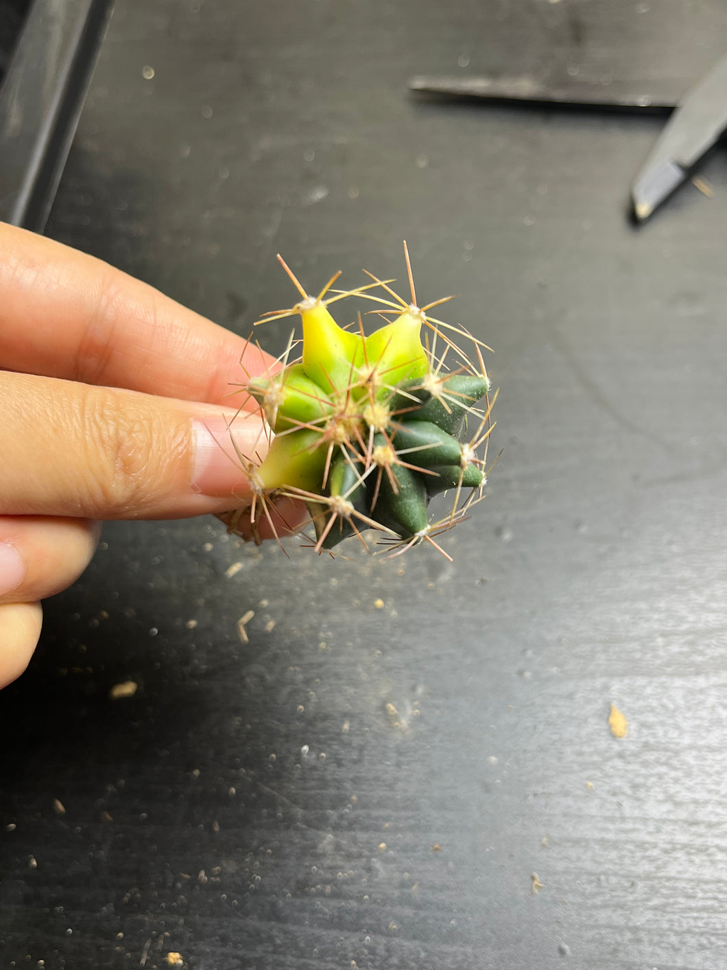 Ferocactus gracilis variegated