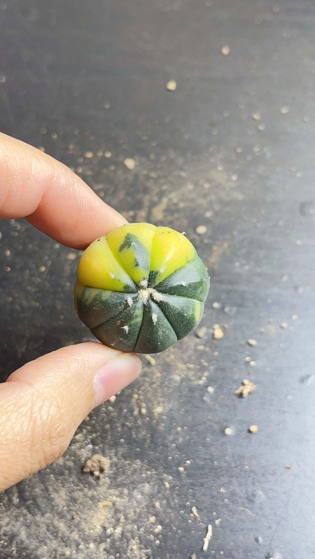 Astrophytum asterias Variegated