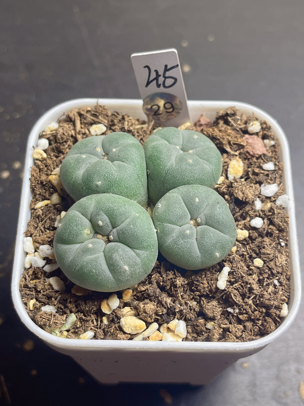 Lophophora peyote 29