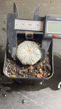 Load image into Gallery viewer, astrophytum asterias super kabuto
