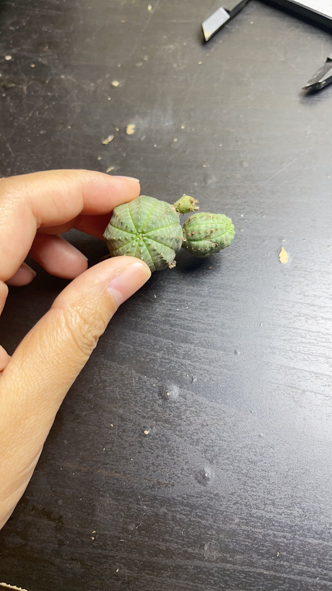 Euphorbia obesa