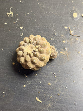 Load image into Gallery viewer, Copiapoa hypogea (Lizard skin)
