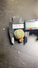 Load image into Gallery viewer, Euphorbia obesa
