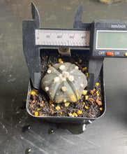 Load image into Gallery viewer, astrophytum asterias
