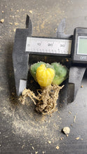 Load image into Gallery viewer, Astrophytum asterias Variegated
