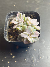 Load image into Gallery viewer, Graptoveria Mrs Richards Variegata
