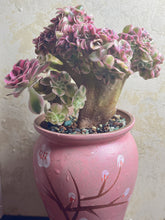 Load image into Gallery viewer, Aeonium &#39;pink witch&#39; crested
