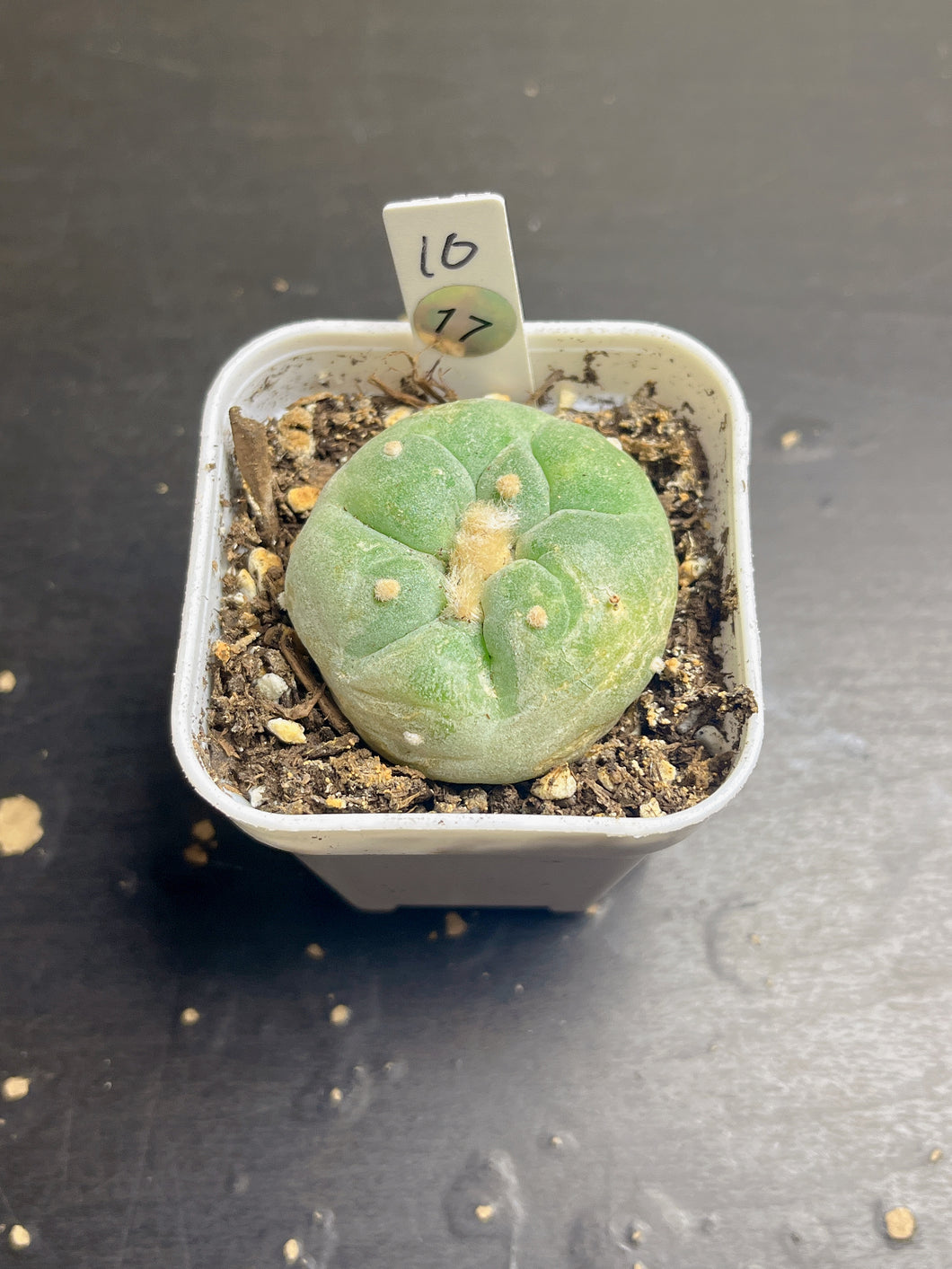 Lophophora peyote