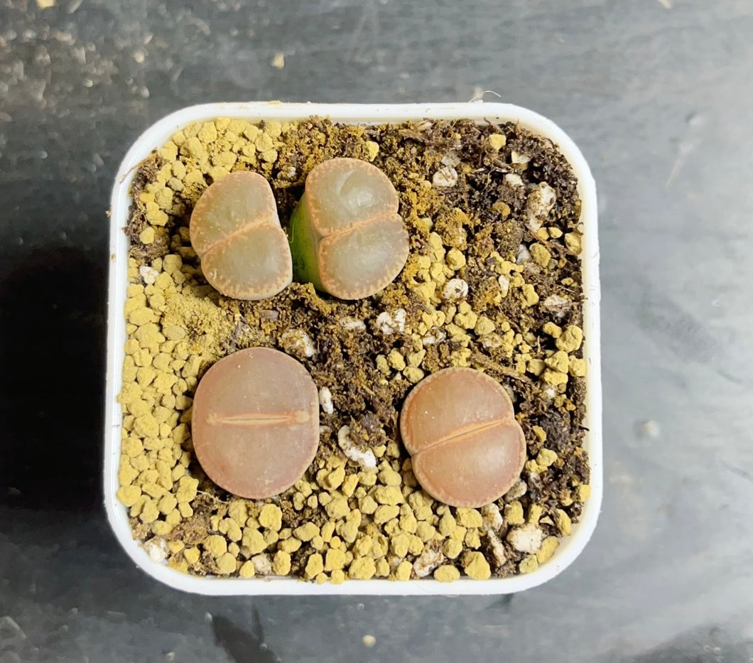 KO Lithops aucampiae kokerboom