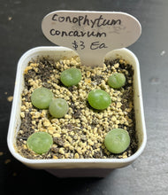 Load image into Gallery viewer, Conophytum concavum (each)
