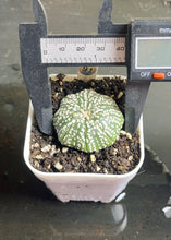 Load image into Gallery viewer, Astrophytum asterias
