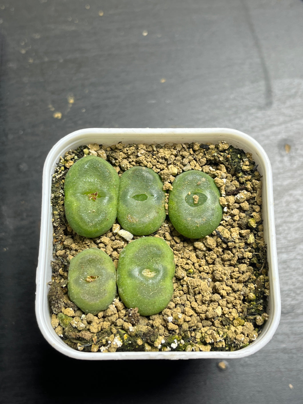 Conophytum Phoeniceum (per)