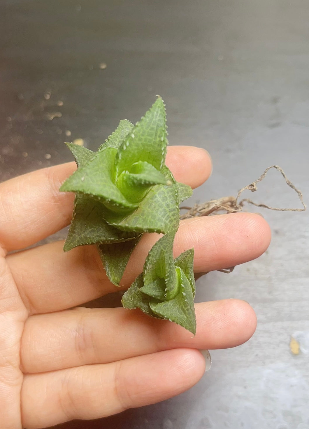 Haworthia tessellata