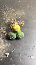 Load image into Gallery viewer, Astrophytum asterias Variegated
