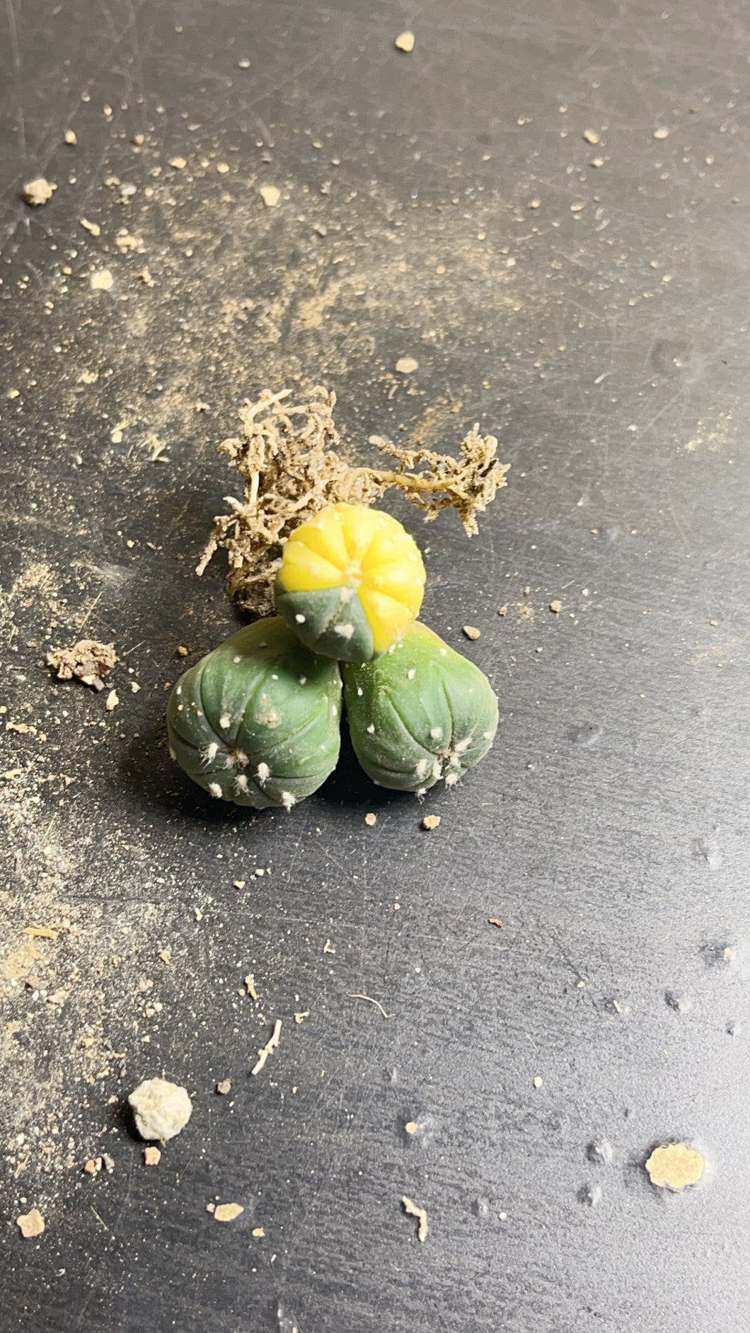 Astrophytum asterias Variegated