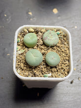 Load image into Gallery viewer, Conophytum pageae （each）
