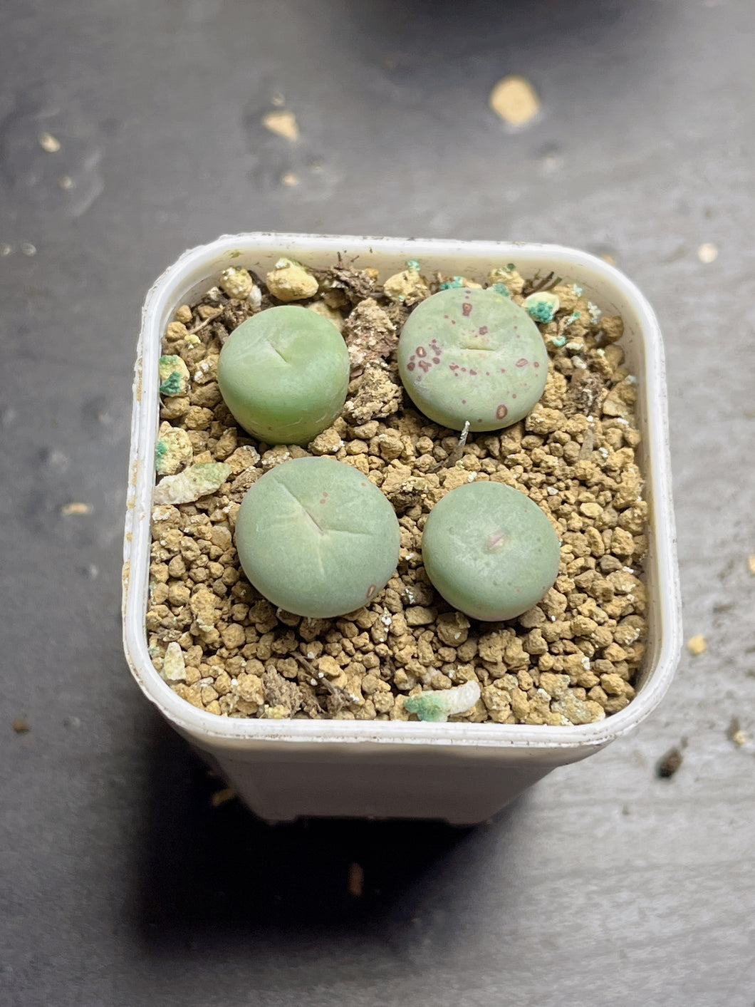 Conophytum pageae （each）