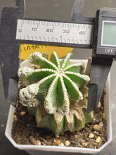 Load image into Gallery viewer, Aztekium hintonii
