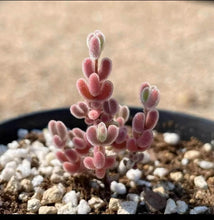 Load image into Gallery viewer, Drosanthemum 1491.1 (&quot;dewflowers&quot;) eburneum SB637 / 红叶枝干番杏 / Rare Succulents / Live Plants / Dessert Plants
