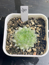 Load image into Gallery viewer, Haworthia Emerald Cloud Variegated
