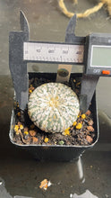 Load image into Gallery viewer, Astrophytum asterias super kabuki
