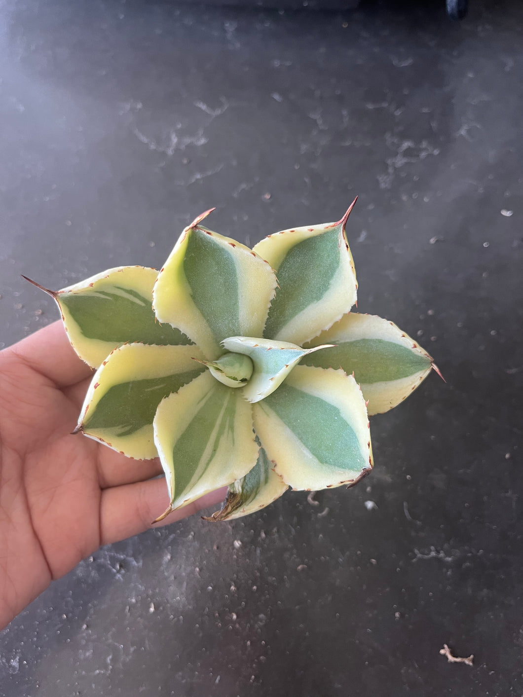 agave potatorum trade wind marginata varigated