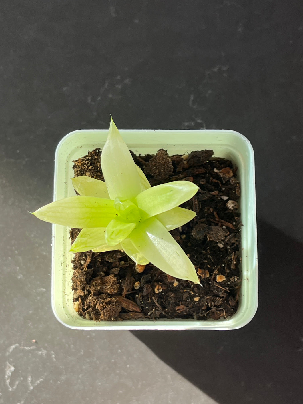 Haworthia cymbiformis fvariegata