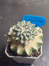 Load image into Gallery viewer, Ariocarpus kotschoubeyanus
