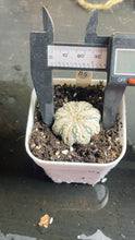 Load image into Gallery viewer, Astrophytum asterias super kabuki
