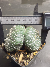 Load image into Gallery viewer, astrophytum asterias Double heads
