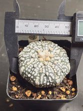 Load image into Gallery viewer, Astrophytum asterias 60
