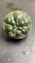 Load image into Gallery viewer, Gymnocalycium denudarum
