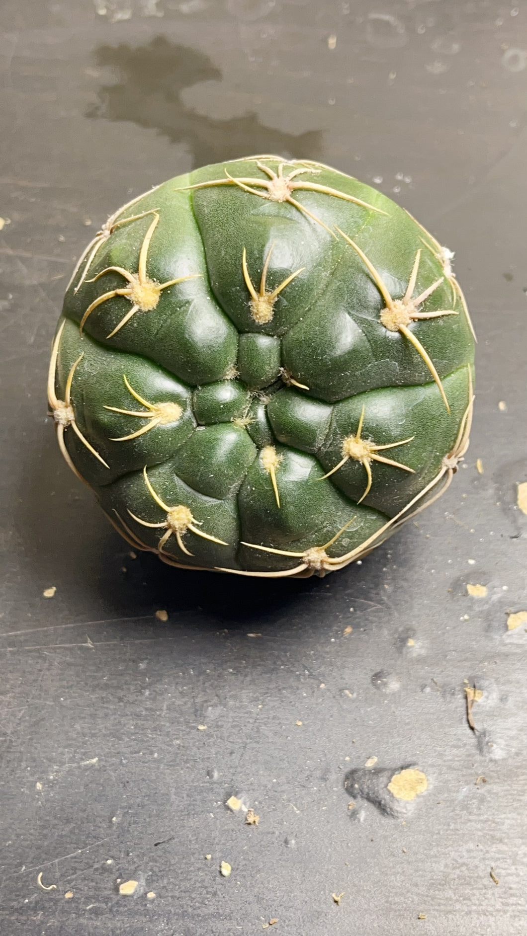 Gymnocalycium denudarum