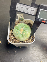 Load image into Gallery viewer, Lophophora peyote
