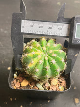 Load image into Gallery viewer, Echinopsis oxygona variegated
