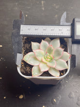 Load image into Gallery viewer, ECHEVERIA &#39;MOON GAD VARNISH&#39;Variegated
