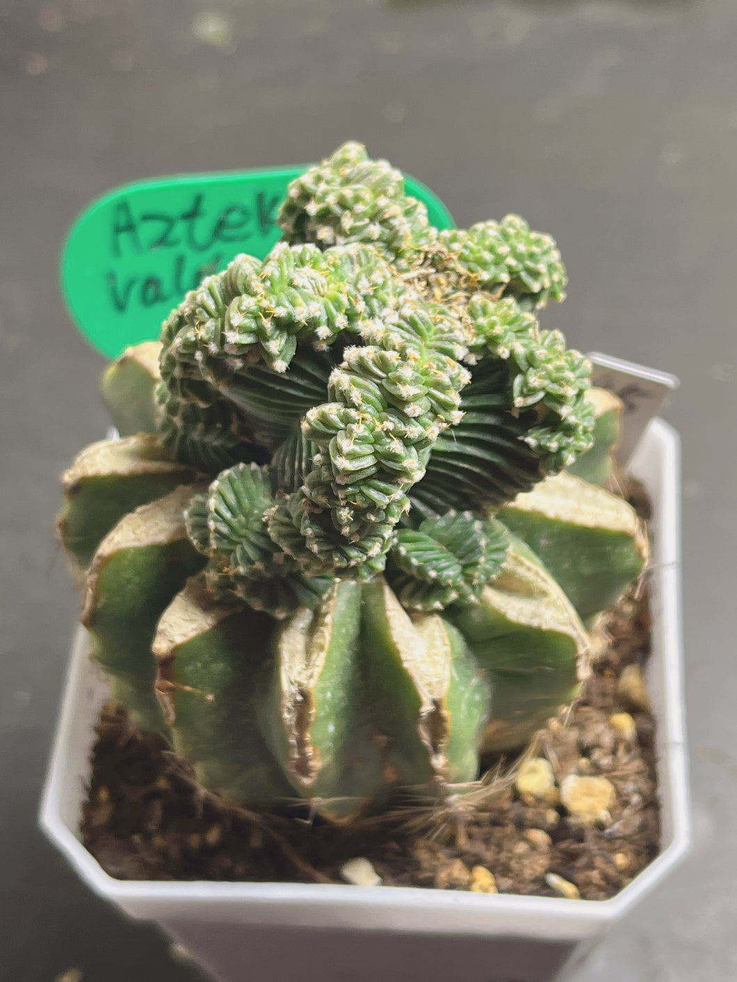 Aztekium Valdezii(grafted)