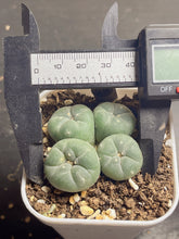 Load image into Gallery viewer, Lophophora peyote 29
