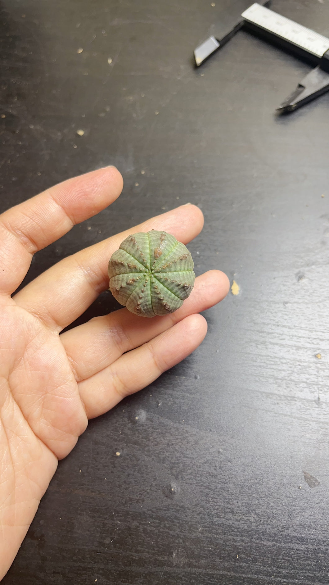 Euphorbia obesa