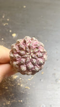 Load image into Gallery viewer, Copiapoa cactus
