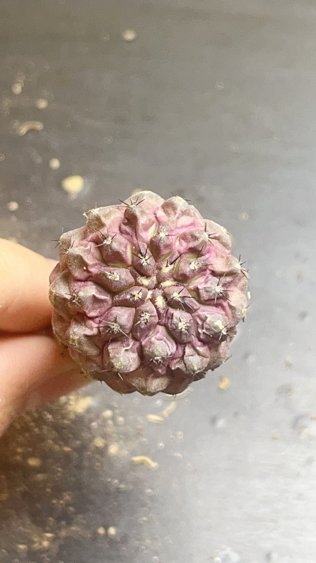 Copiapoa cactus