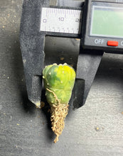 Load image into Gallery viewer, Astrophytum asterias Variegated
