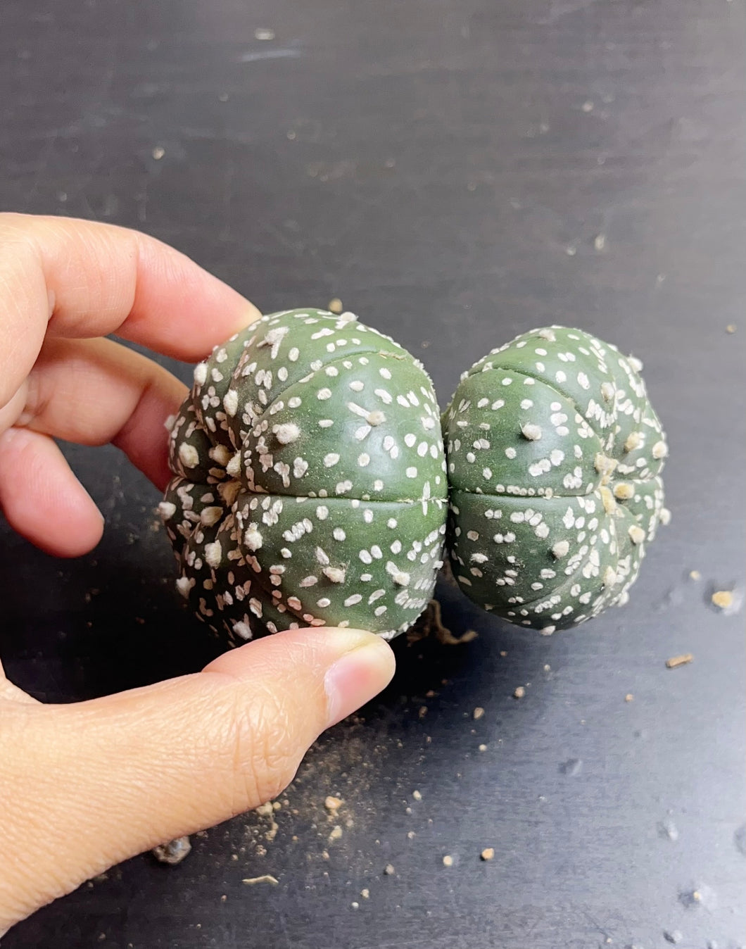 astrophytum asterias Double heads